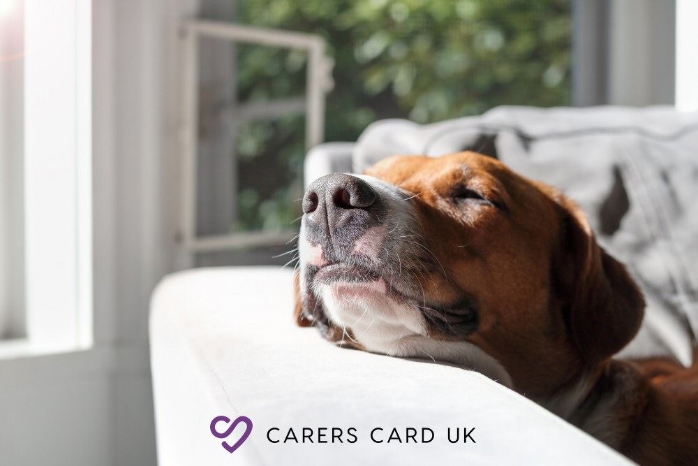 Five Ways to Treat Your Dog Without Splashing the Cash - Carers Card UK